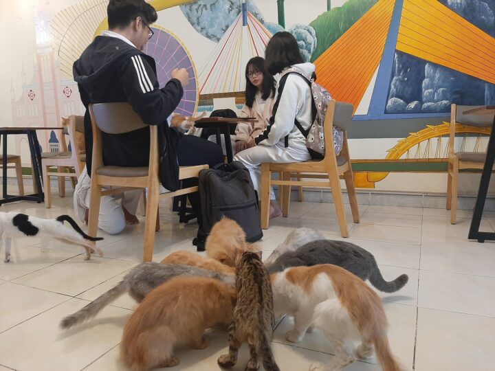 Xiêu lòng với Top 3 tiệm cafe thú cưng tại Đà Nẵng gây thương nhớ