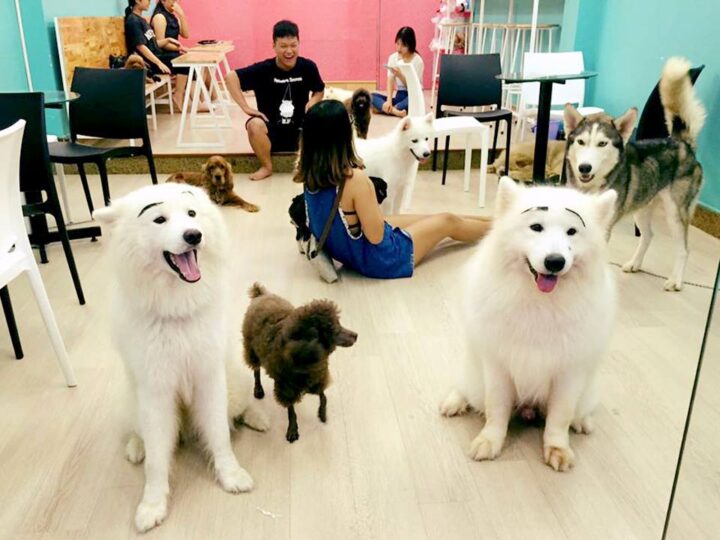 Xiêu lòng với Top 3 tiệm cafe thú cưng tại Đà Nẵng gây thương nhớ