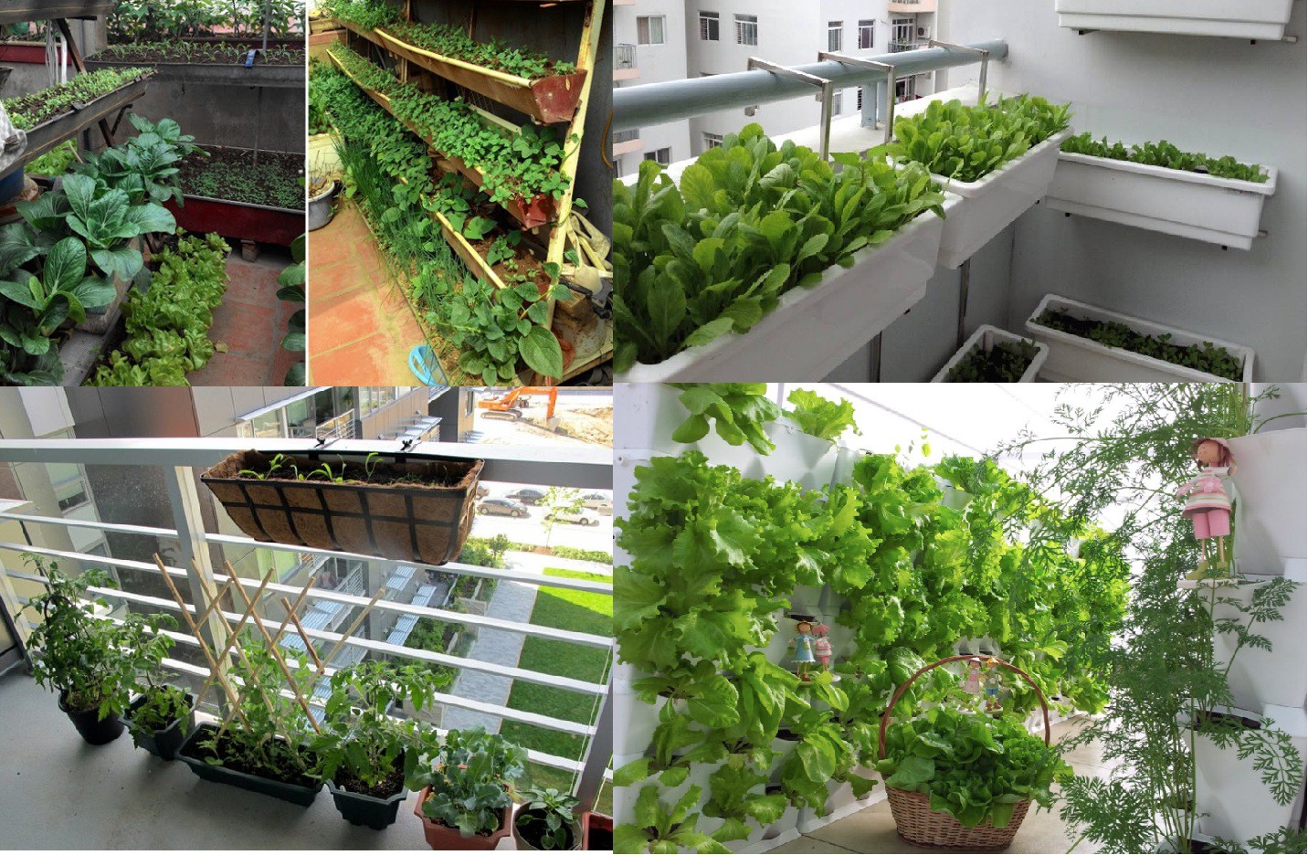 dịch vụ trồng rau sạch ở Đà Nẵng