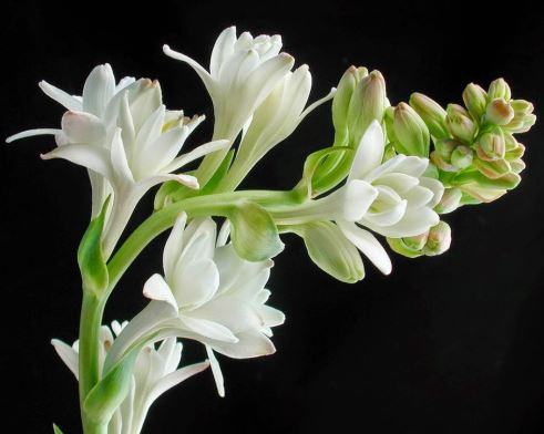 Top 5 loại hoa chia buồn được sử dụng trong đám tang