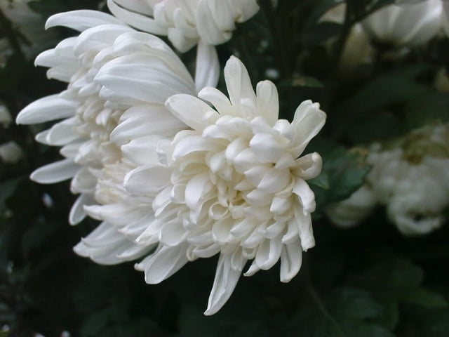 Top 5 loại hoa chia buồn được sử dụng trong đám tang