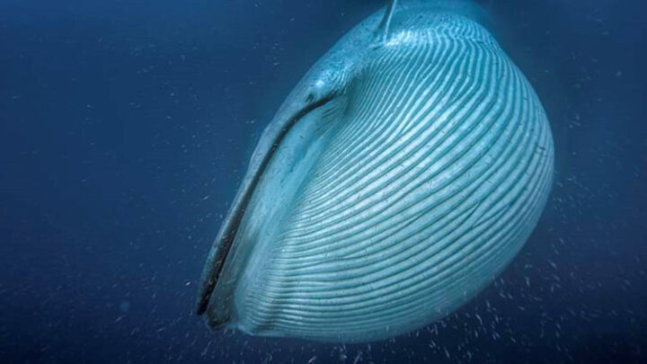 cá voi xanh
