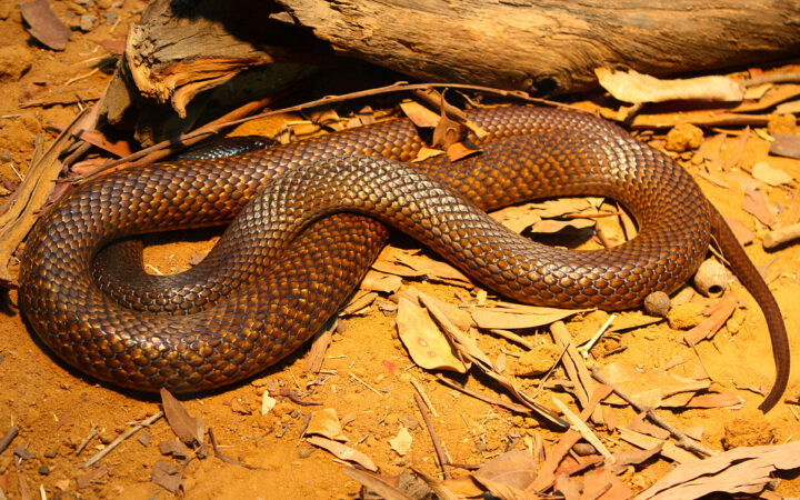 rắn độc nhất thế giới