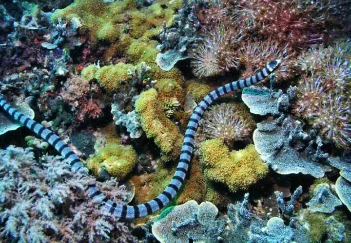 rắn độc nhất thế giới - Rắn biển Belcher
