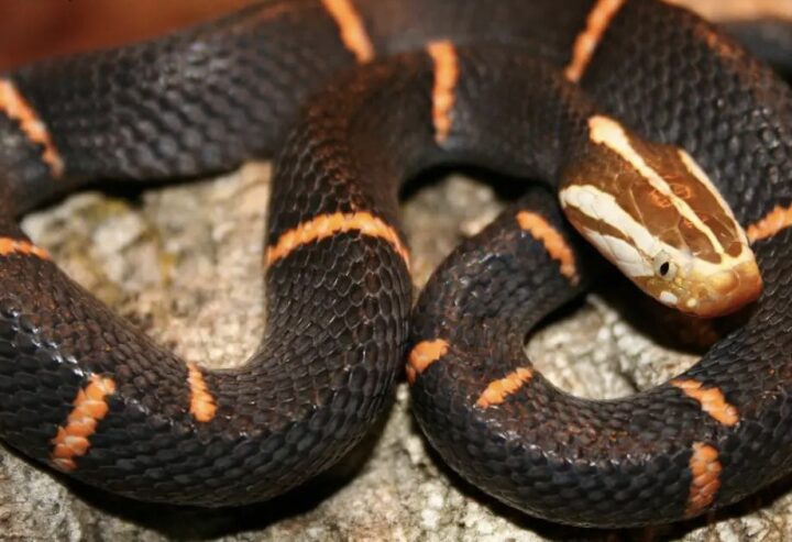 Top 10 loài rắn độc nhất Việt Nam lấy mạng trong vài giây