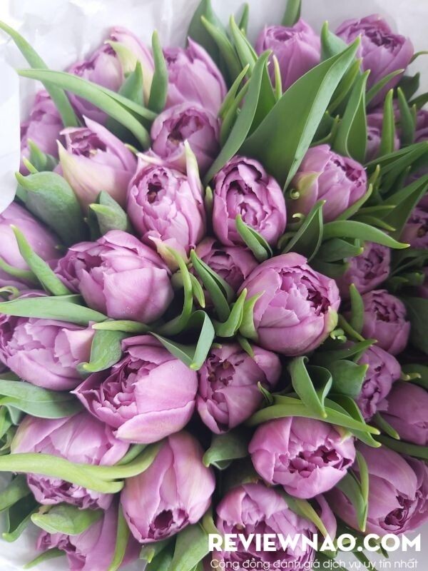 Hoa tulip